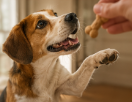 Pawlicous Peanut Butter Bites